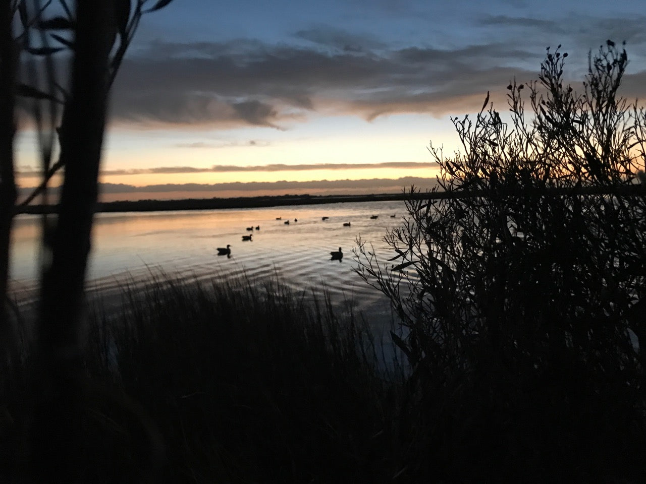 Texas Coastal Duck Hunt