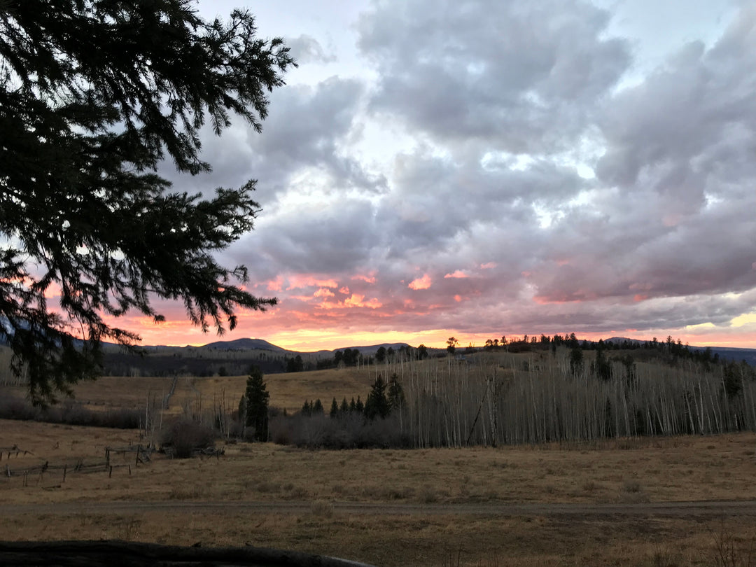 Elk Hunting in Ouray, Colorado